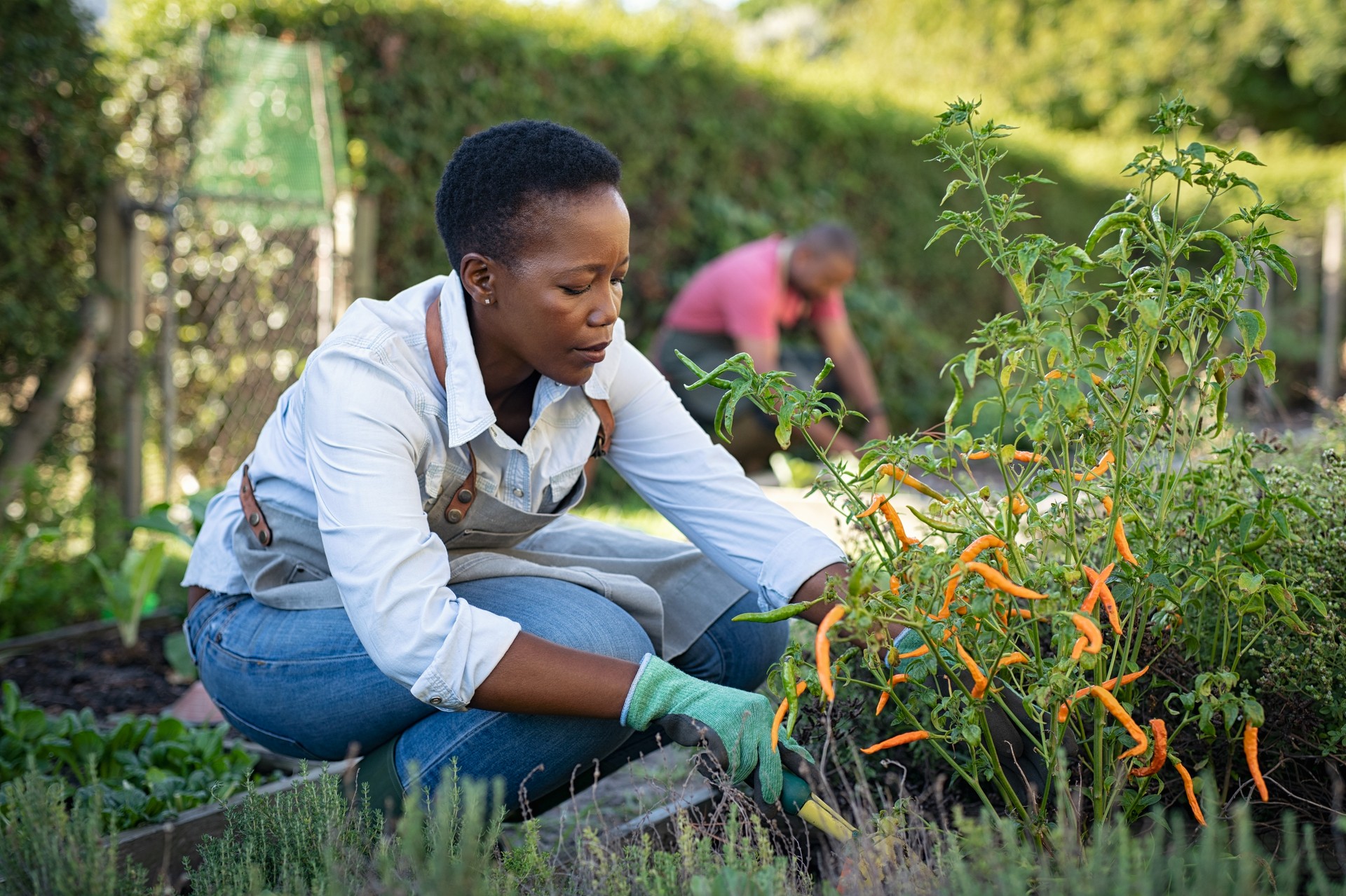 African woman grows plants in the garden